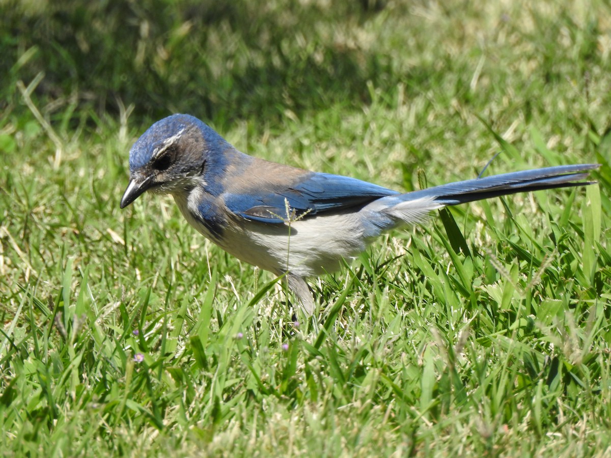 California Scrub-Jay - ML638753035