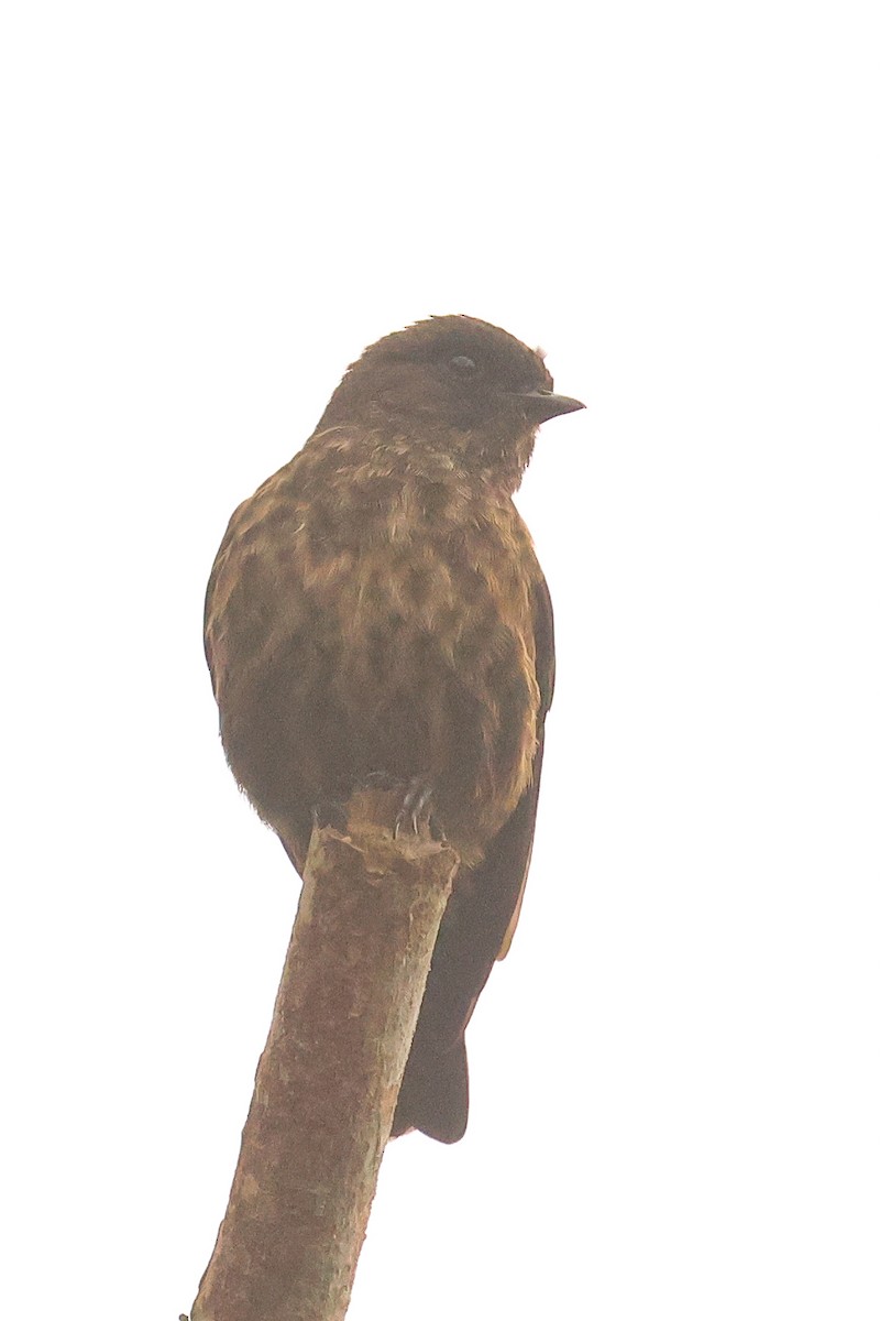 Sooty Flycatcher - ML638753037