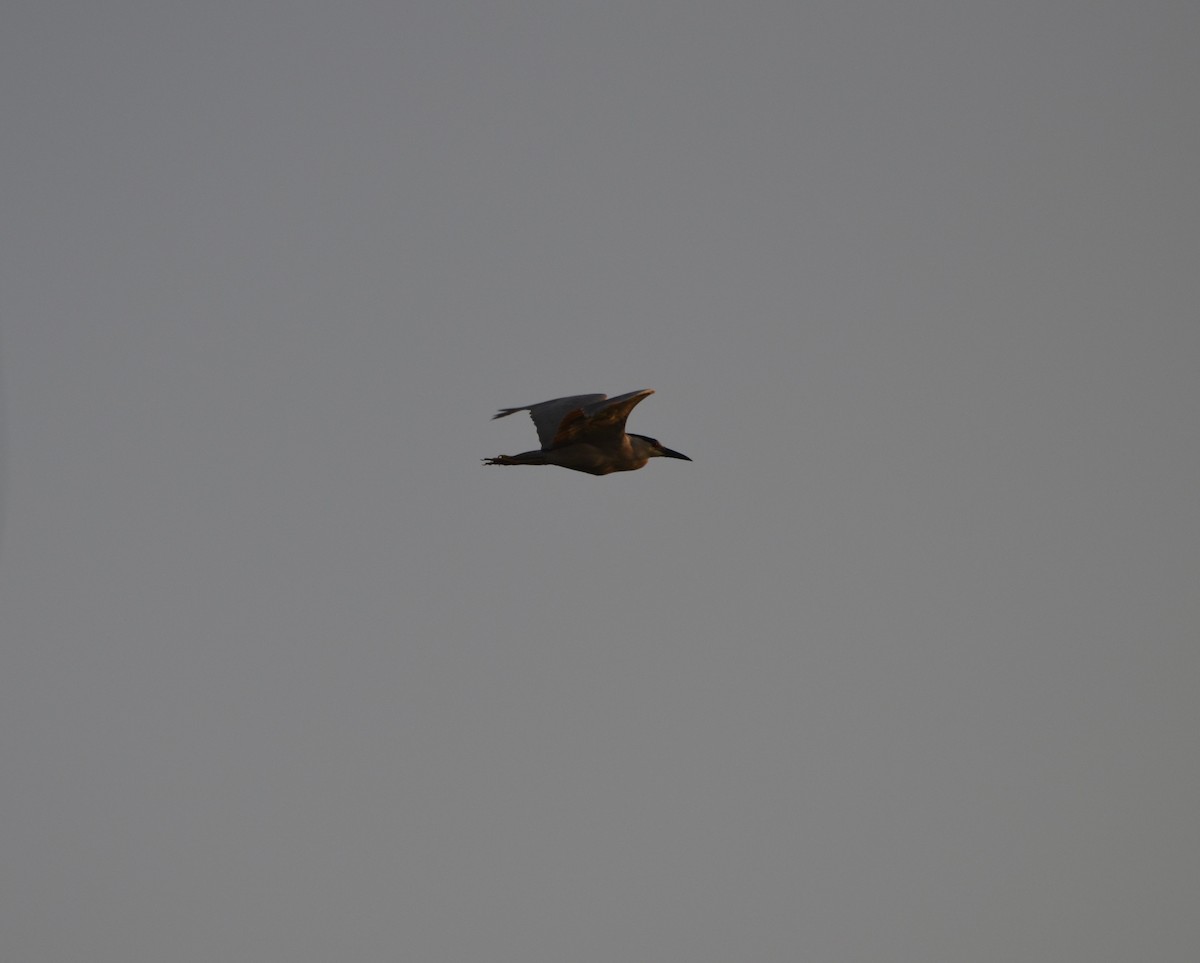 Black-crowned Night Heron - ML638753040