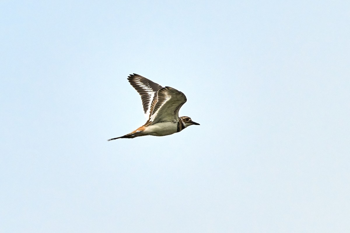 Killdeer - ML638753041