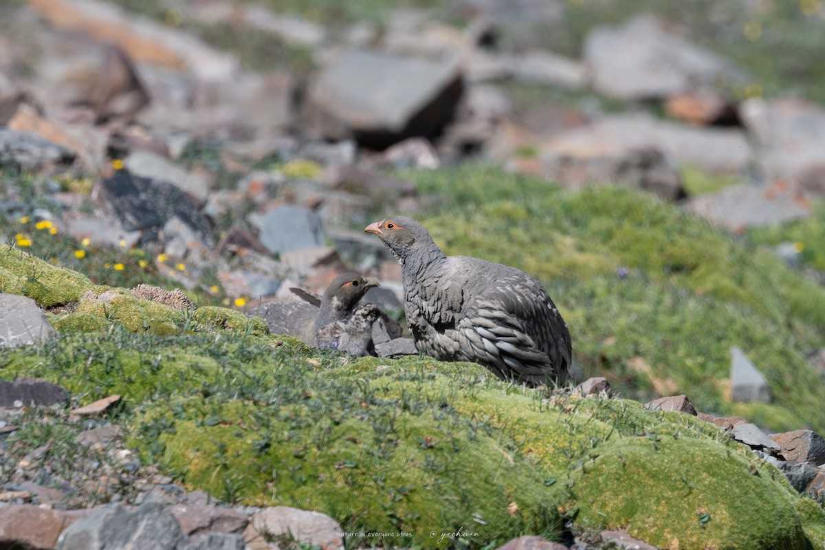 Tibetan Snowcock - ML638753042