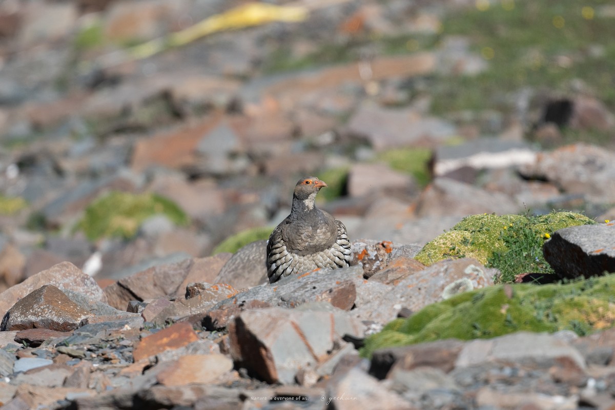 Tibetan Snowcock - ML638753047