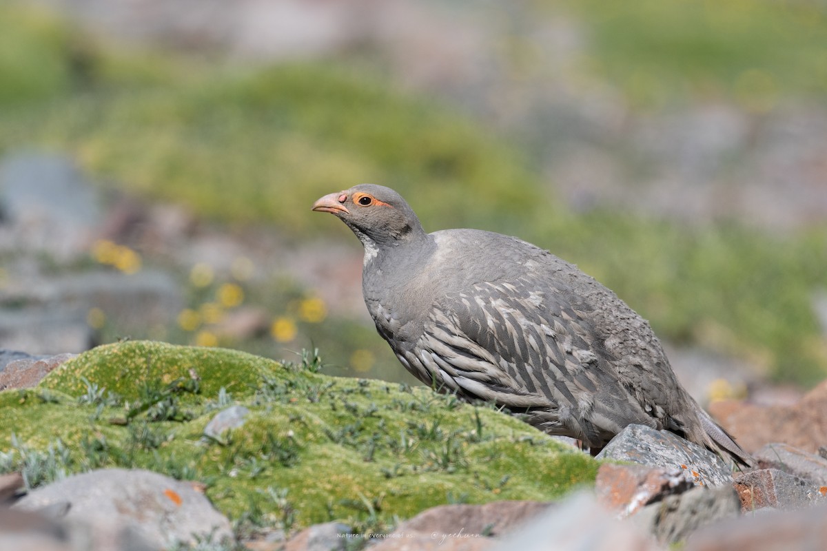 Tibetan Snowcock - ML638753049