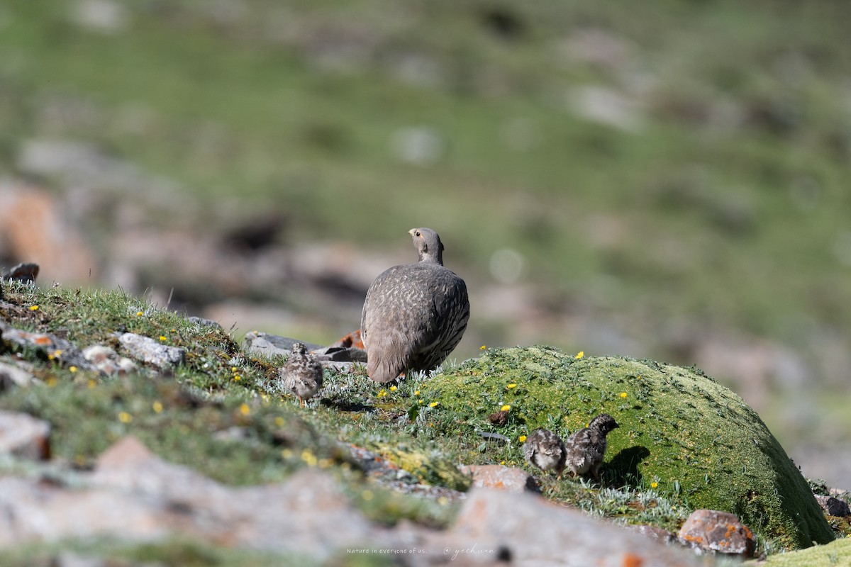 Tibetan Snowcock - ML638753051