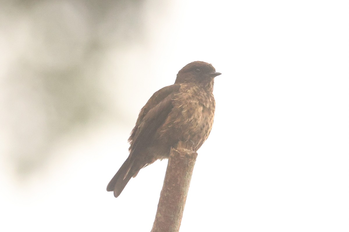 Sooty Flycatcher - ML638753052