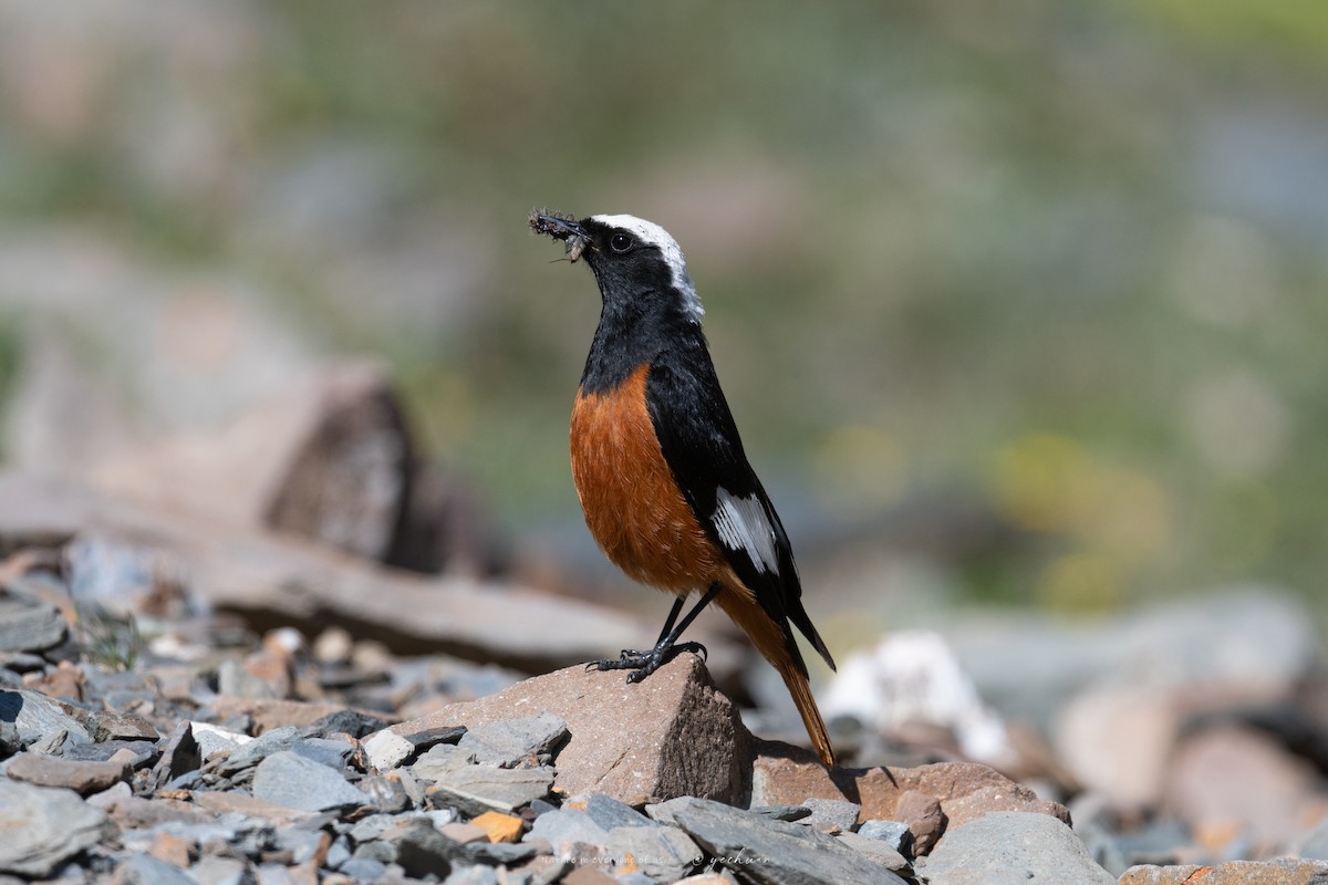 White-winged Redstart - ML638753054