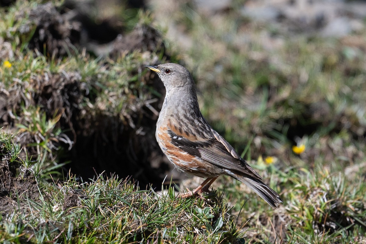 Alpine Accentor - ML638753056