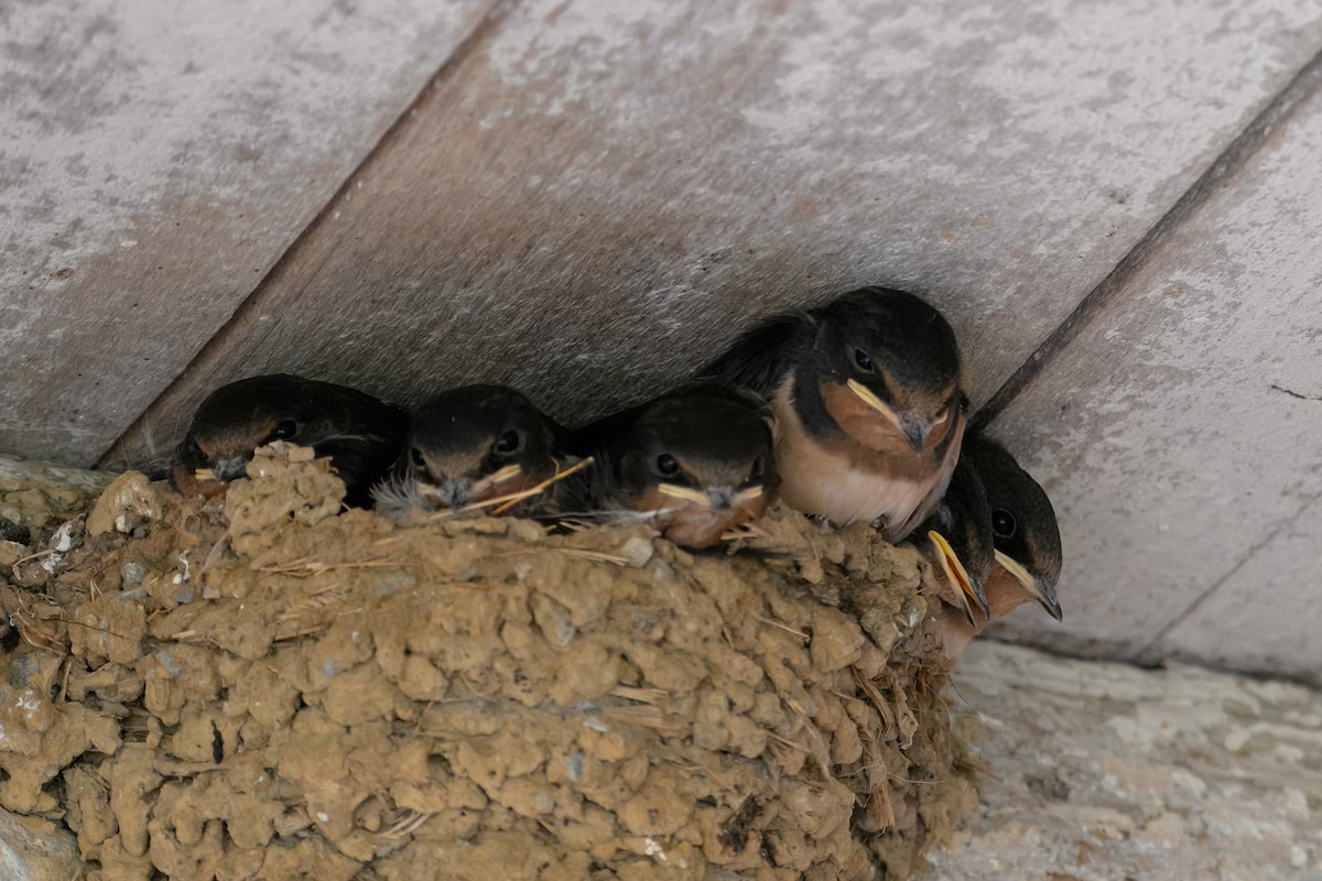 Barn Swallow - ML638753057