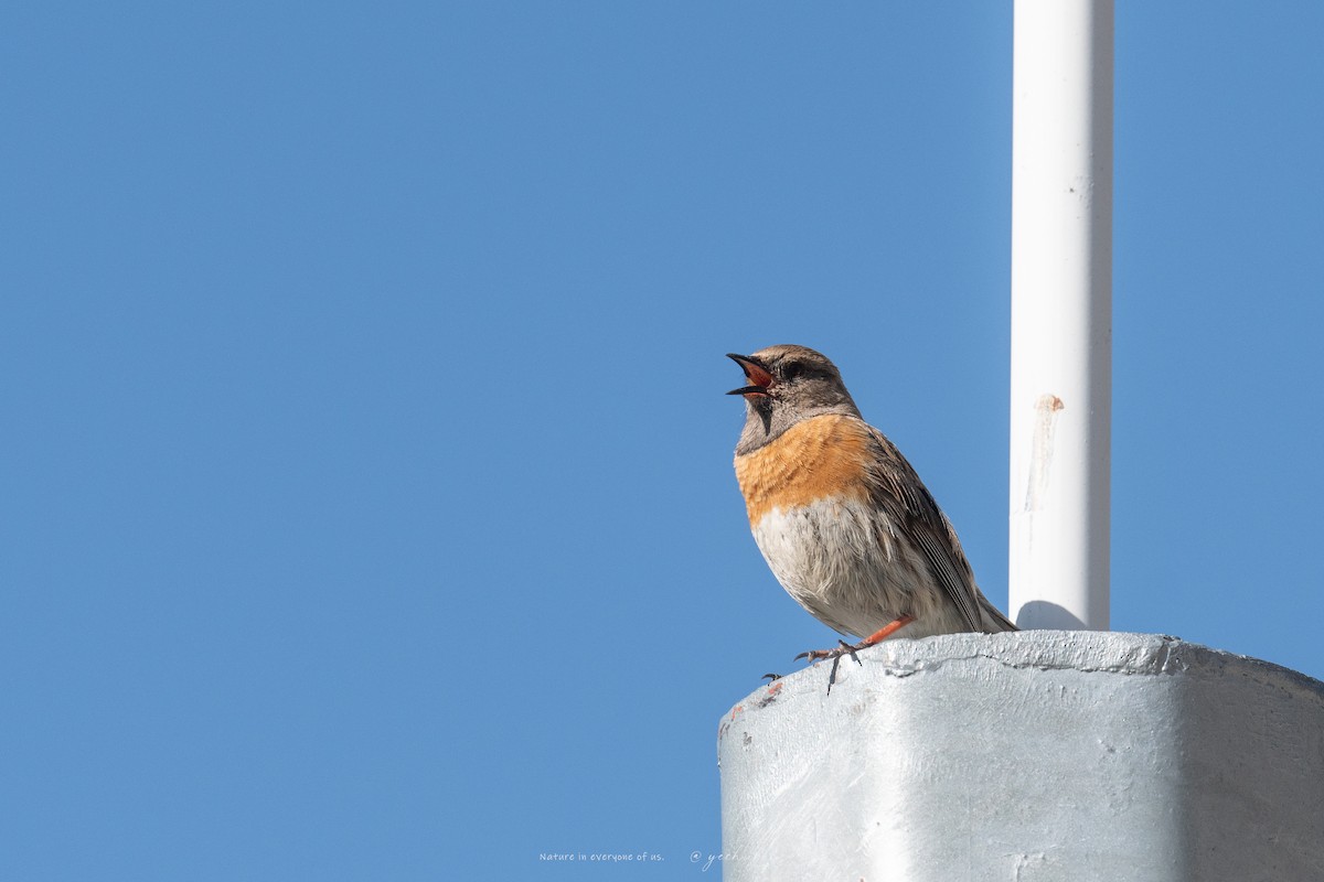 Robin Accentor - ML638753060