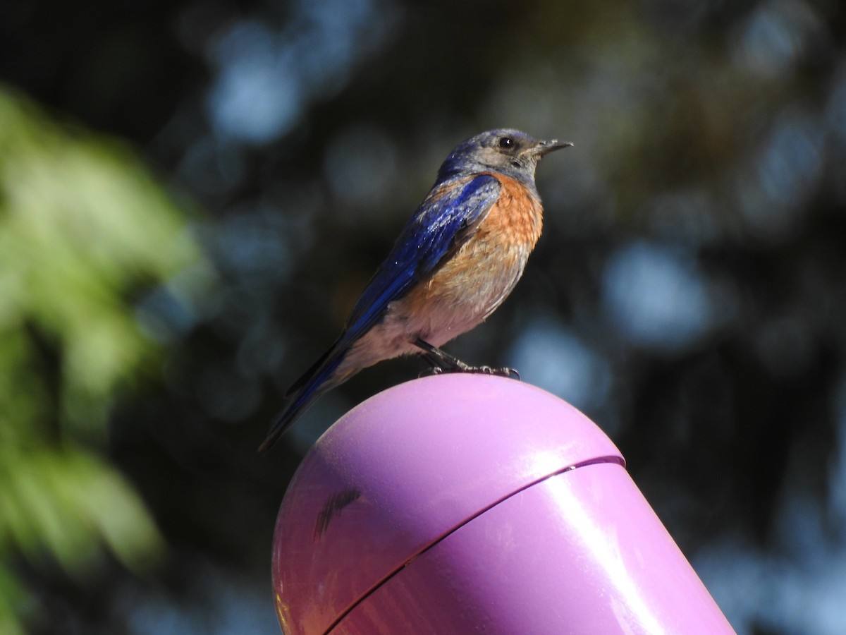 Western Bluebird - ML638753064