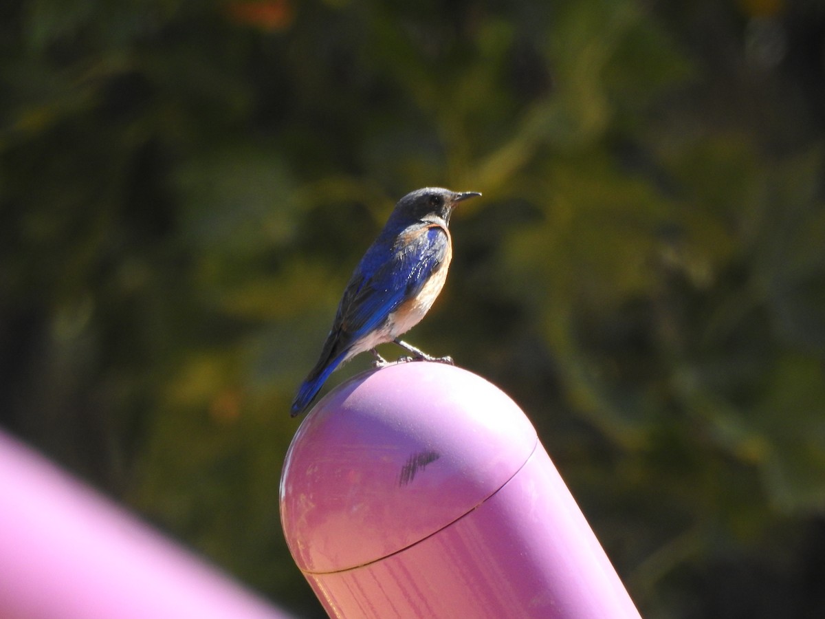 Western Bluebird - ML638753065