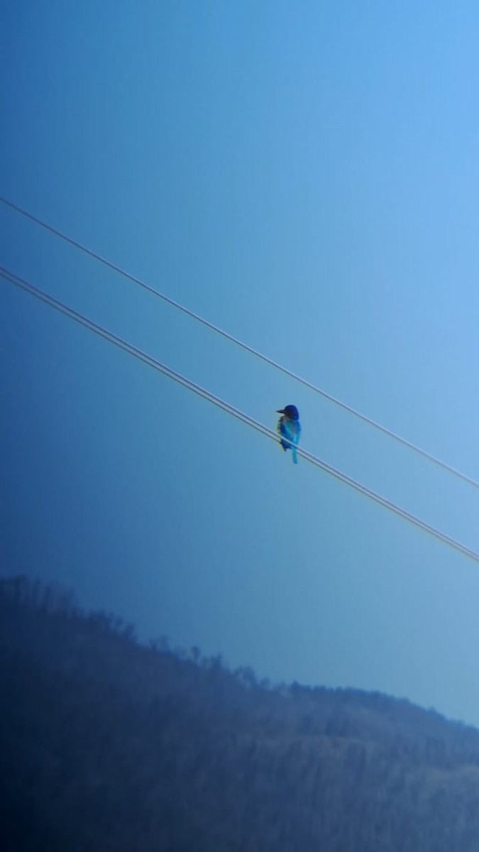 White-throated Kingfisher - ML638753067