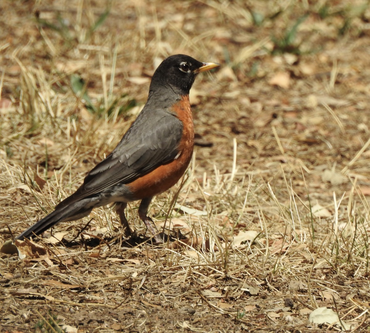American Robin - ML638753068