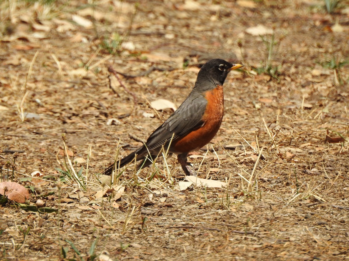 American Robin - ML638753072