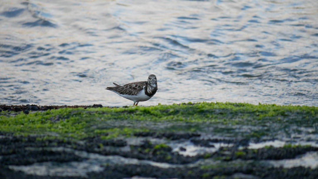 Ruddy Turnstone - ML638753077