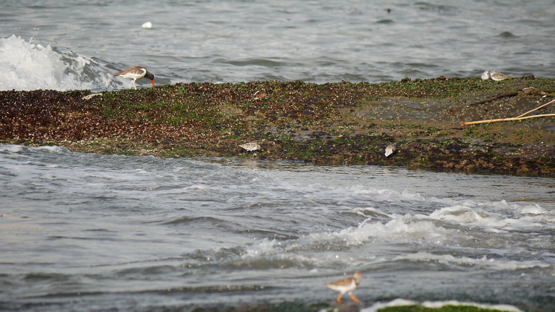 Sanderling - ML638753079