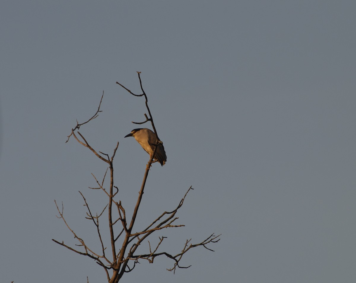 Black-crowned Night Heron - ML638753080