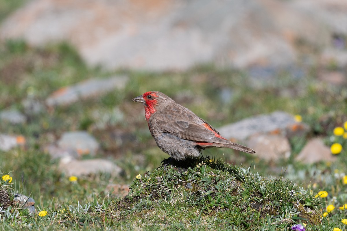 Red-fronted Rosefinch - ML638753082