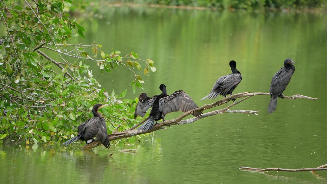 Neotropic Cormorant - ML638753092