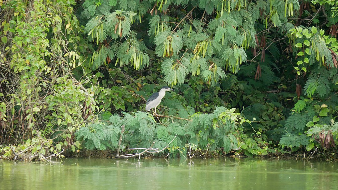 Black-crowned Night Heron - ML638753098