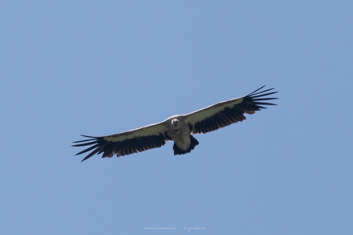 Himalayan Griffon - ML638753099