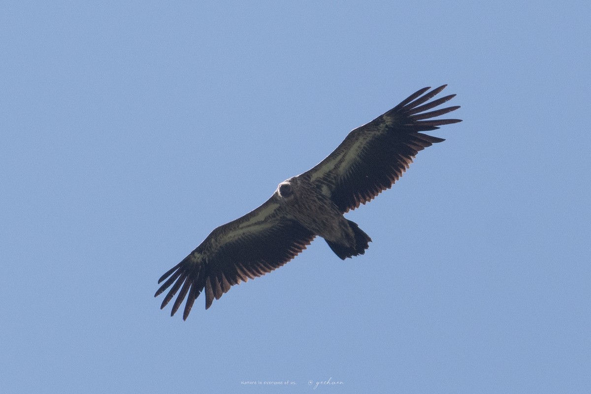 Himalayan Griffon - ML638753100