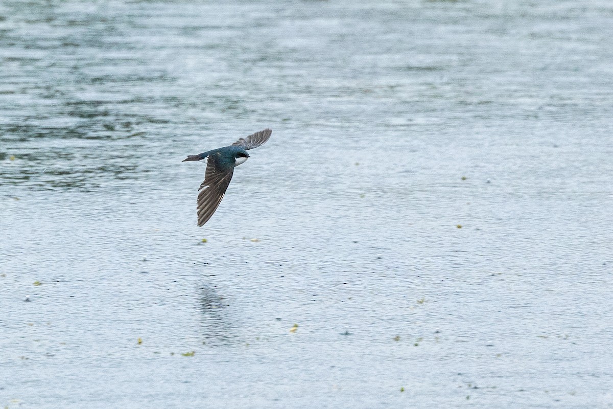Tree Swallow - ML638753102