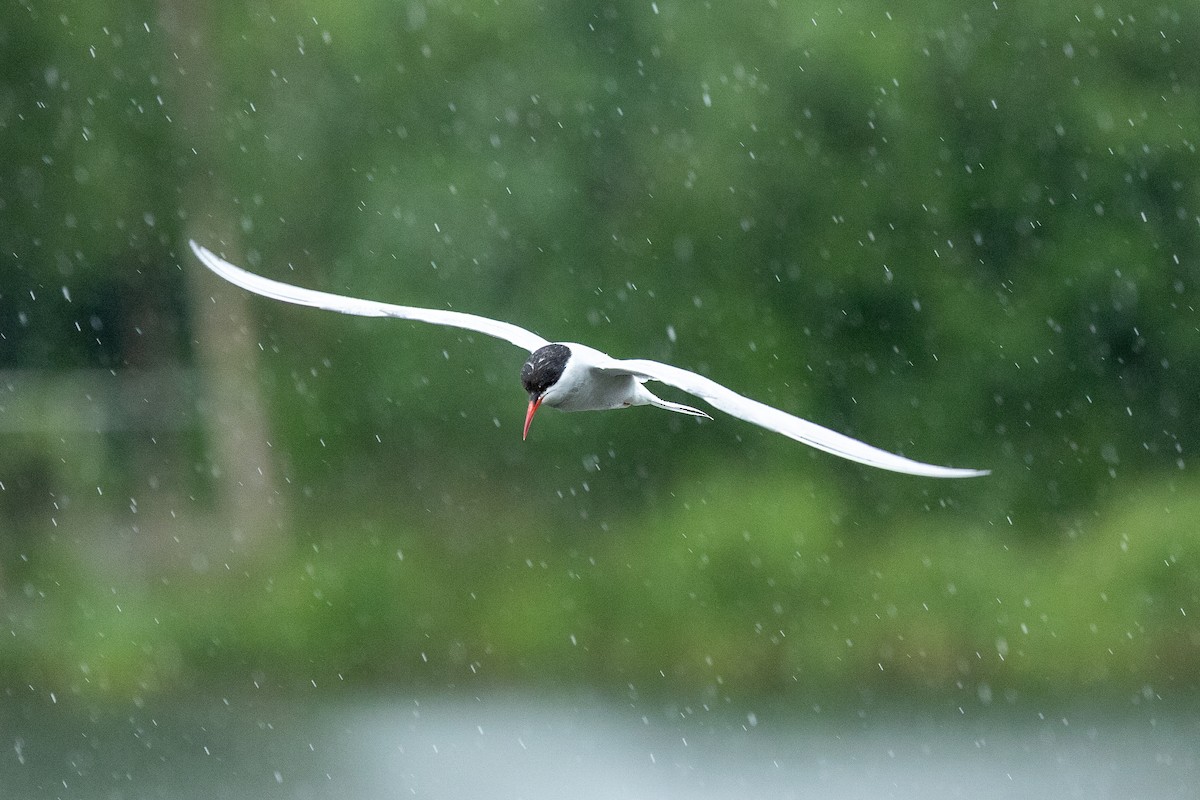 Arctic Tern - ML638753104