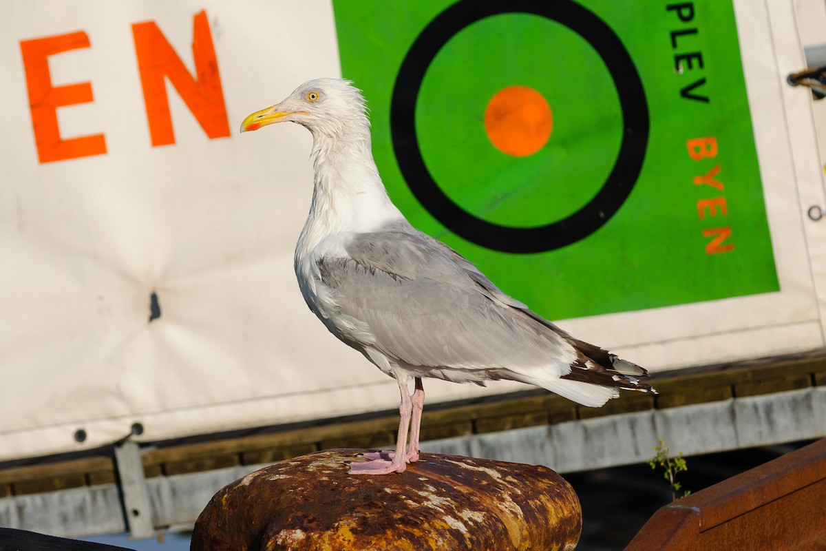 European Herring Gull - ML638753107