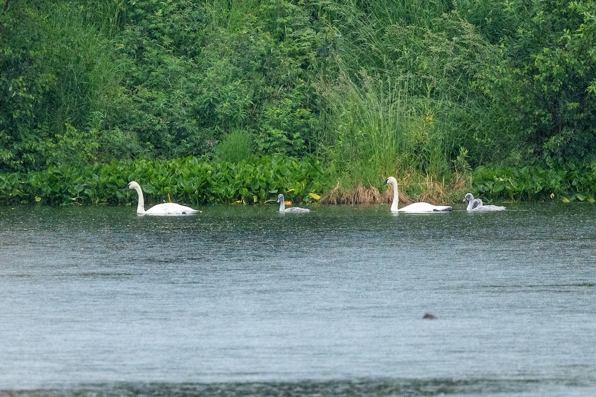 Trumpeter Swan - ML638753108