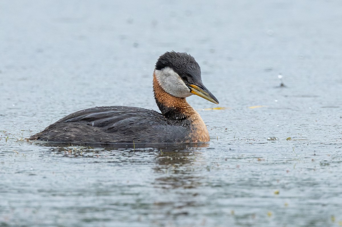 Red-necked Grebe - ML638753117