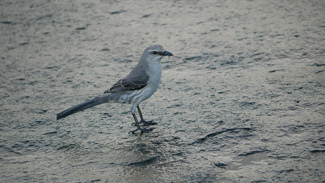Tropical Mockingbird - ML638753153