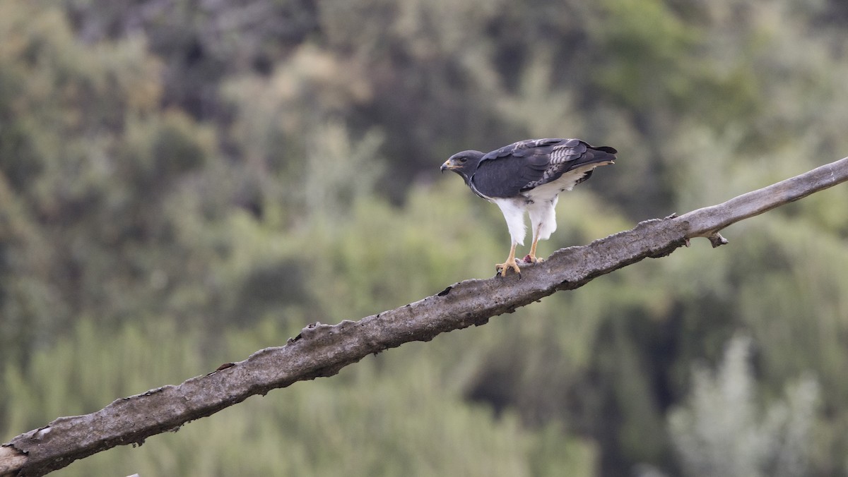 Augur Buzzard - ML638753154