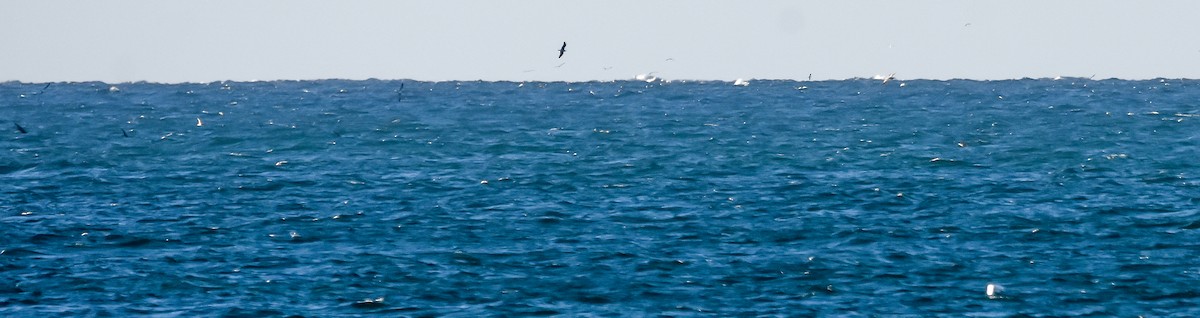 Cory's/Scopoli's Shearwater - ML638753159