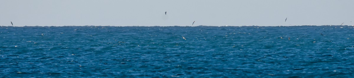 Cory's/Scopoli's Shearwater - ML638753160