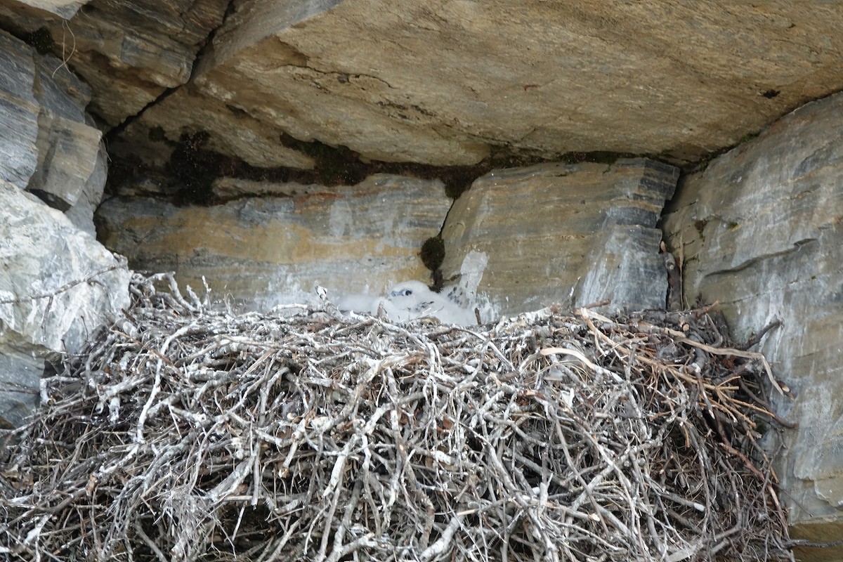 Gyrfalcon - ML638753161