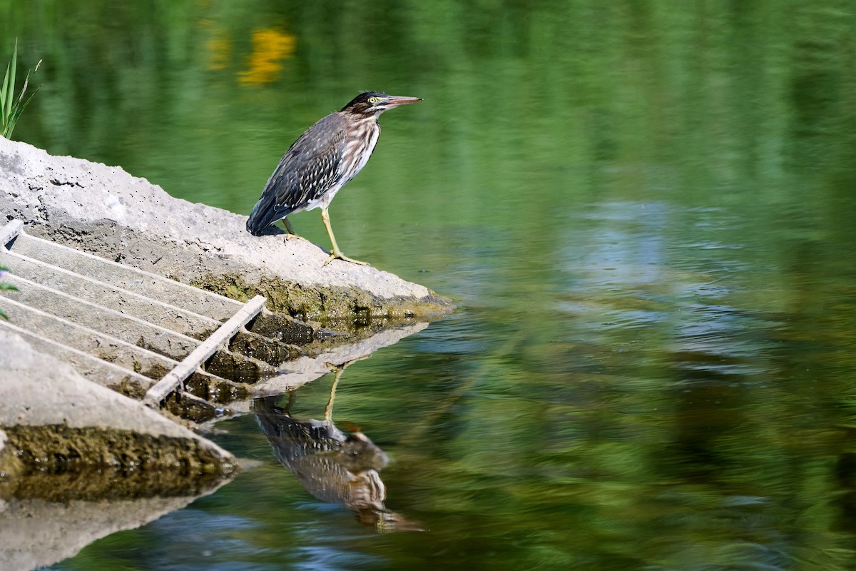Green Heron - ML638753162