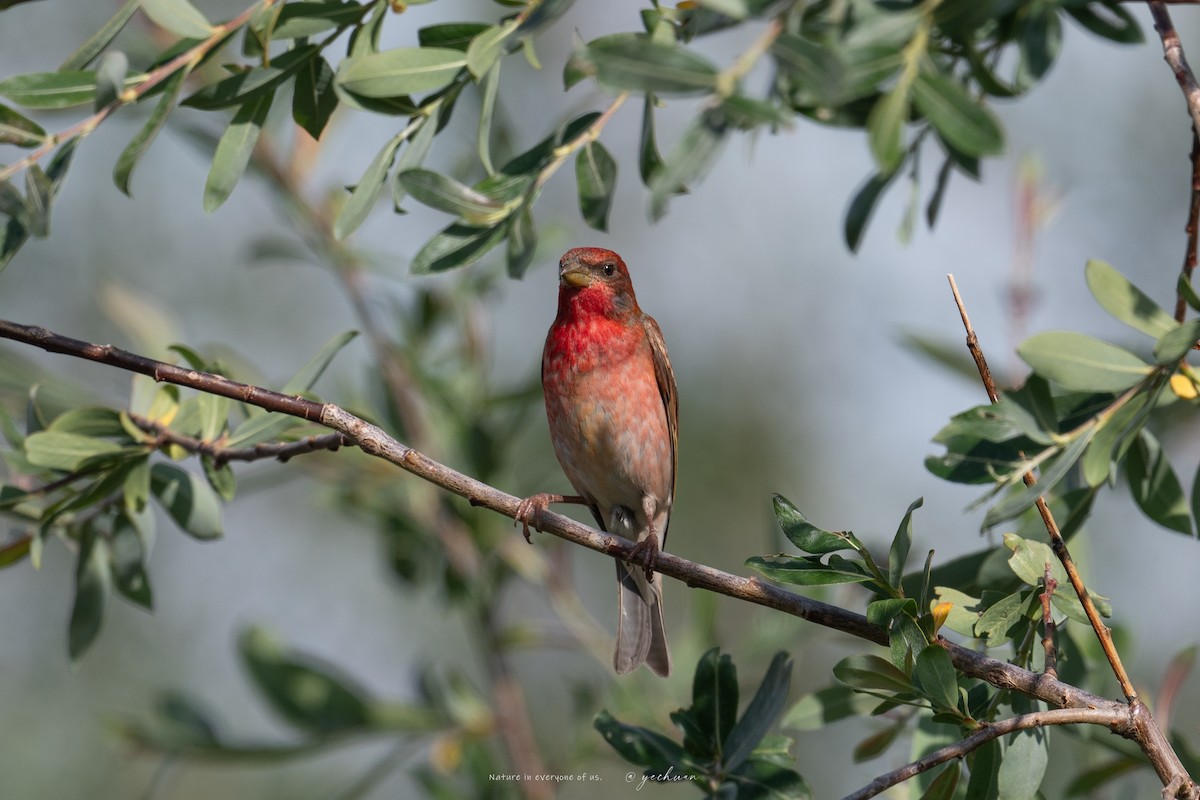 Common Rosefinch - ML638753163