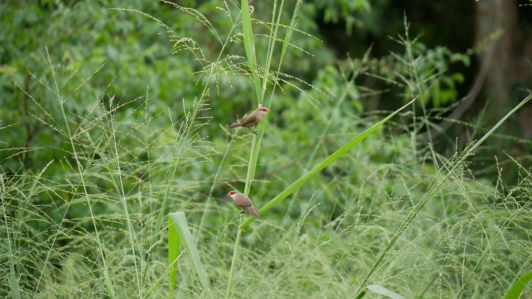 Common Waxbill - ML638753164