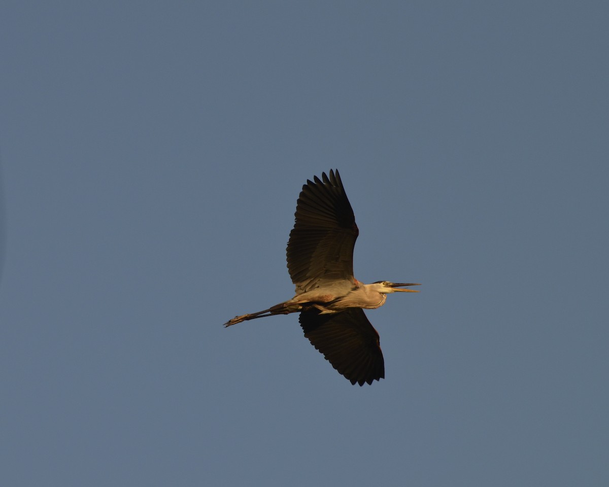Great Blue Heron - ML638753166