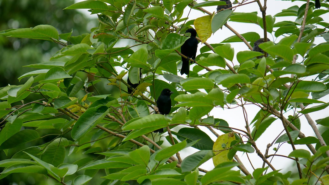 Shiny Cowbird - ML638753167