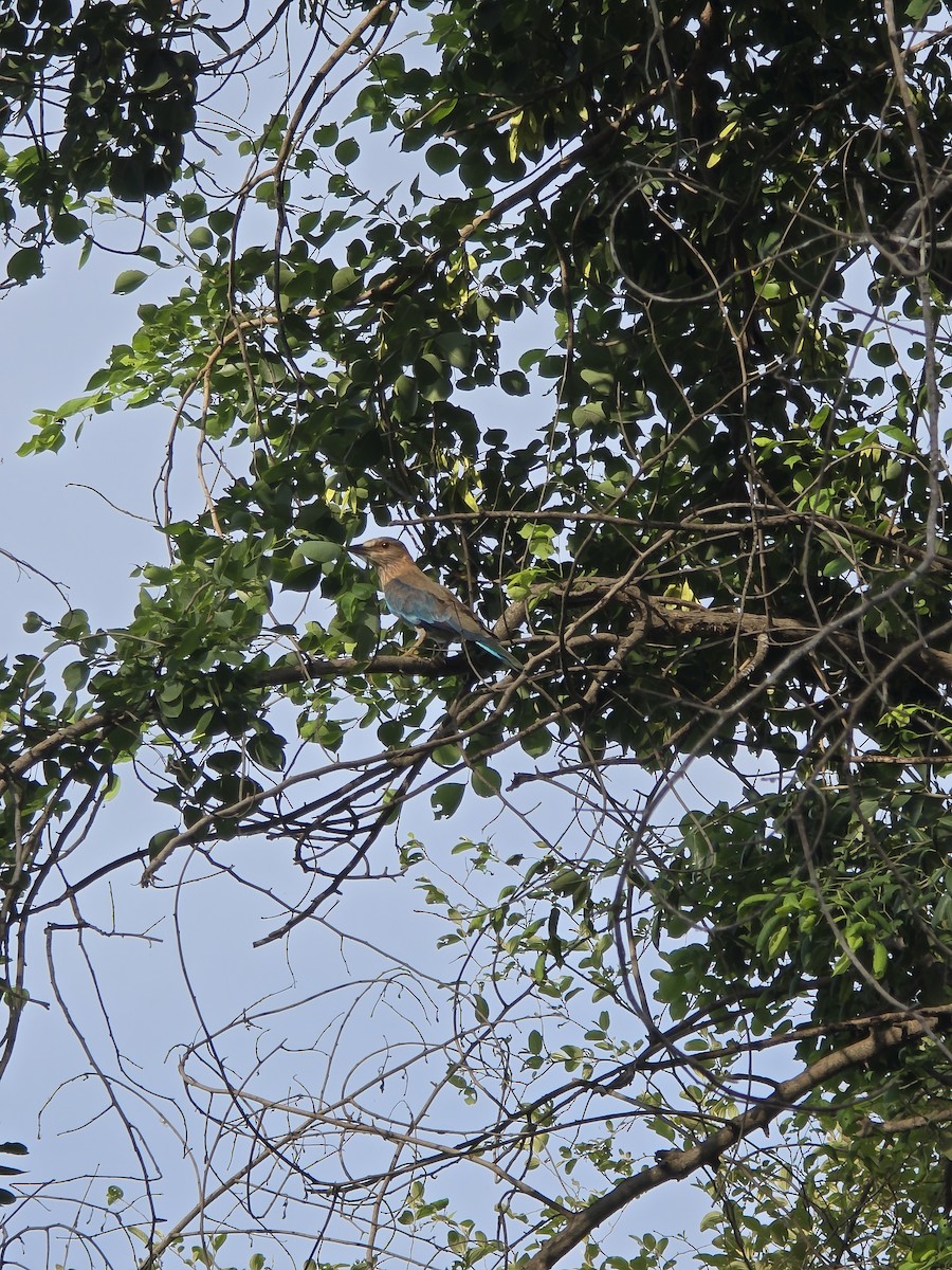 Indian Roller - ML638753171