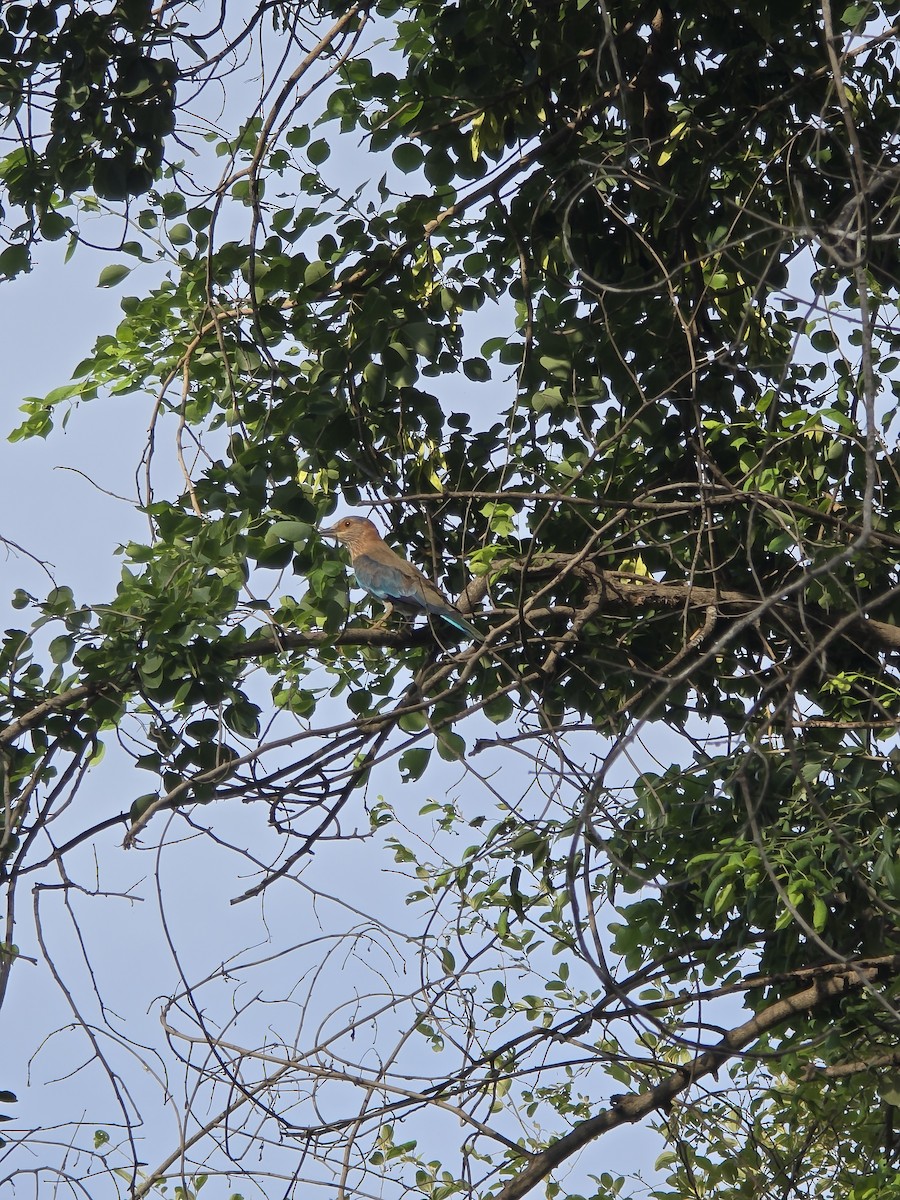 Indian Roller - ML638753172