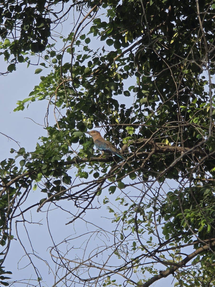 Indian Roller - ML638753173