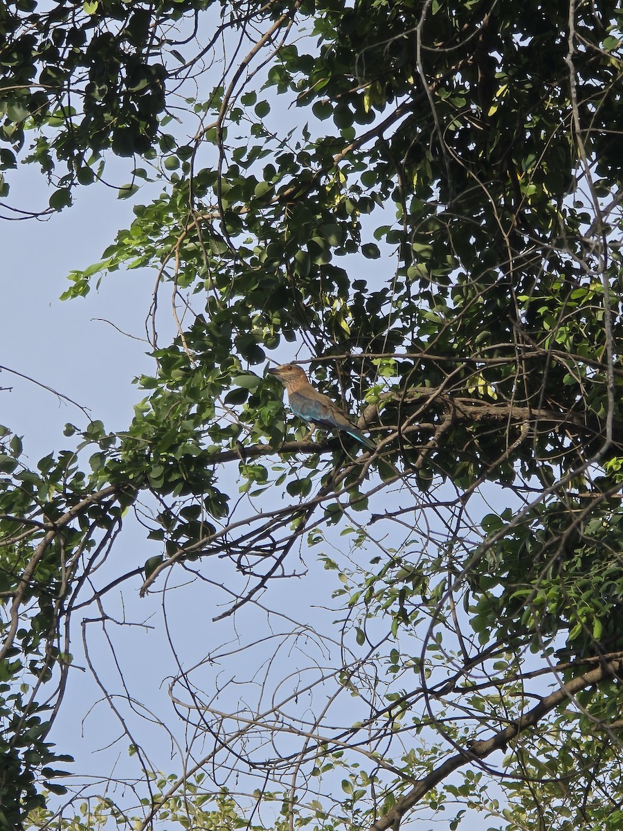 Indian Roller - ML638753176