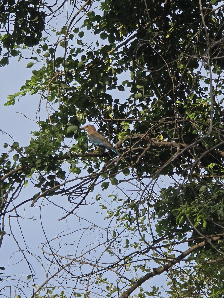Indian Roller - ML638753177