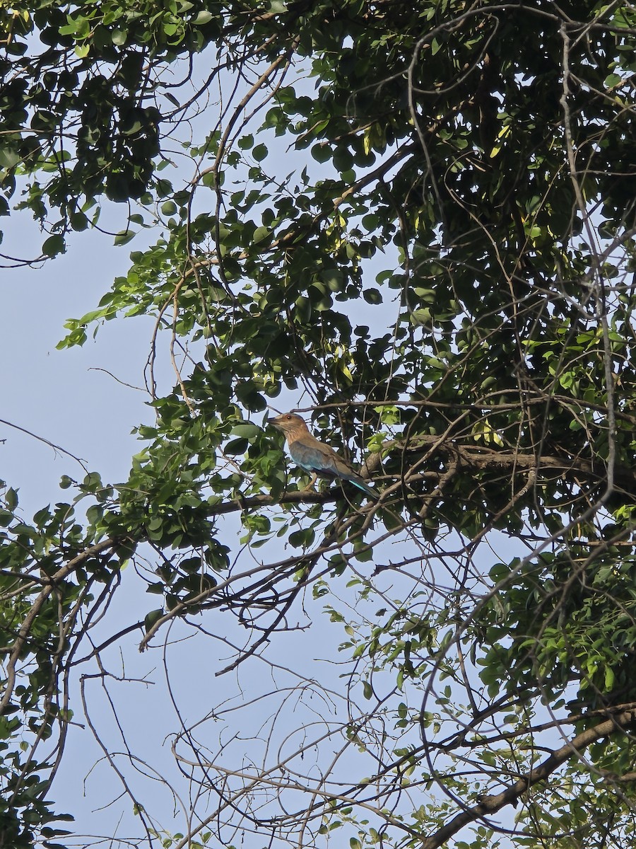 Indian Roller - ML638753178