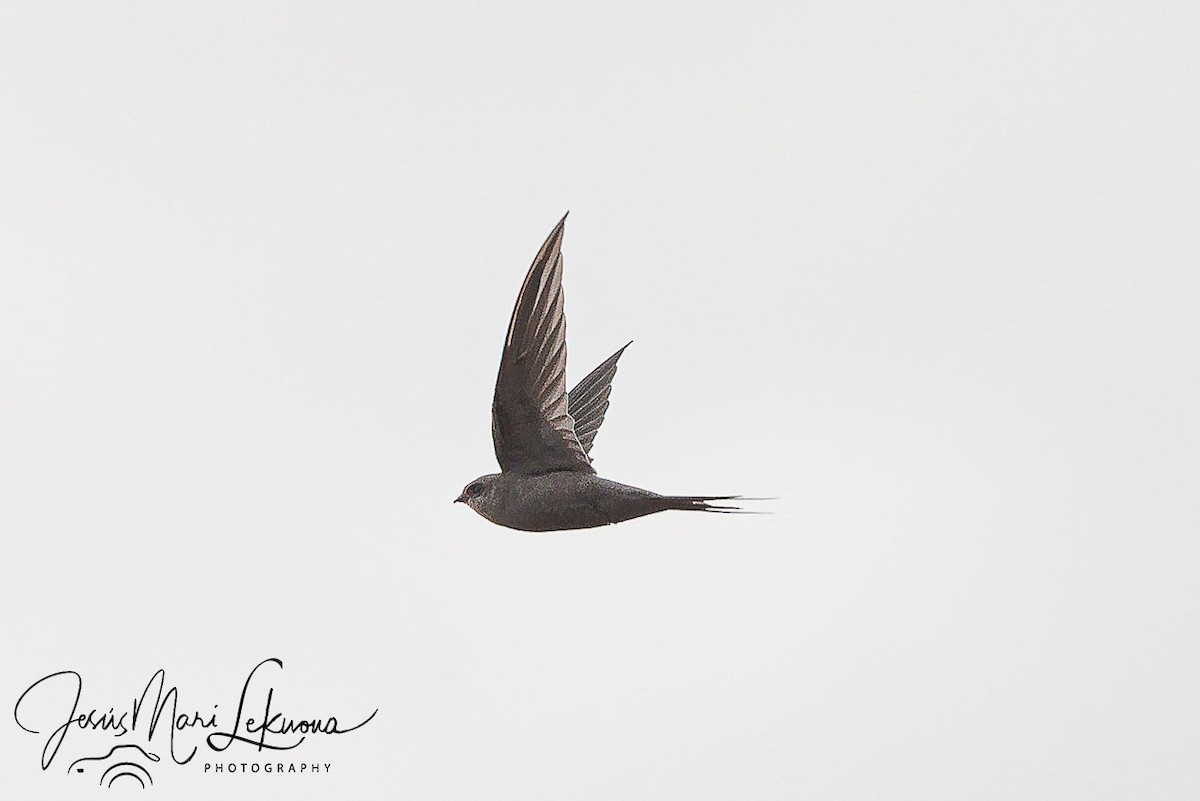 African Palm Swift - ML638753185