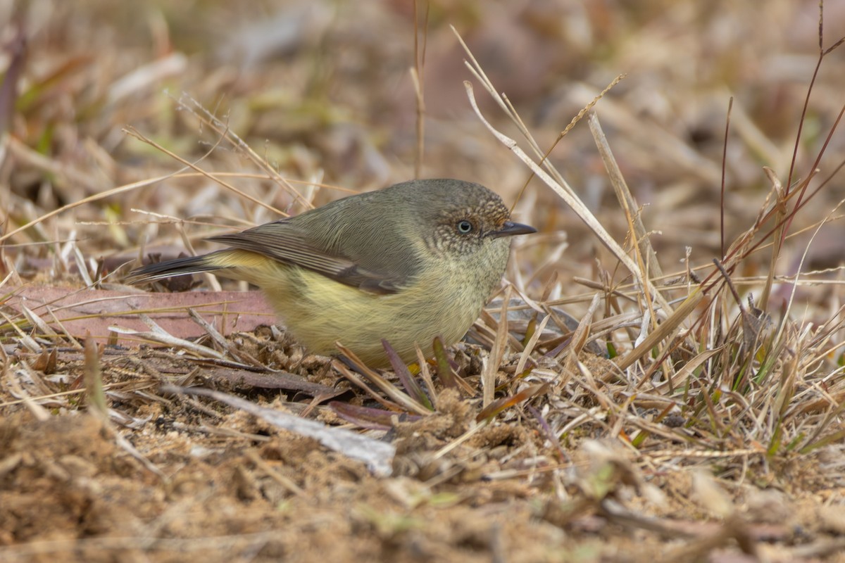 Buff-rumped Thornbill - ML638753188