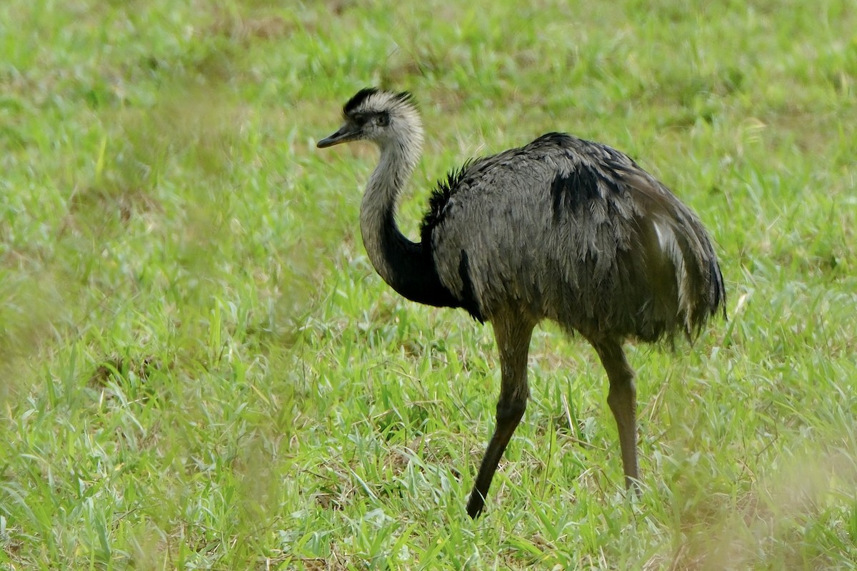 Greater Rhea - ML638753197